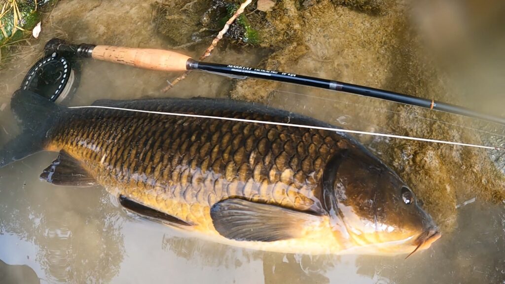 a pêche à la mouche en nymphe, à vue ou au fil, sur les rivières et torrents de la carpe.