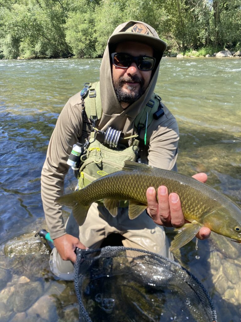 barbes a la a pêche à la mouche en nymphe, à vue ou au fil, sur les rivières et torrents du barbeau.