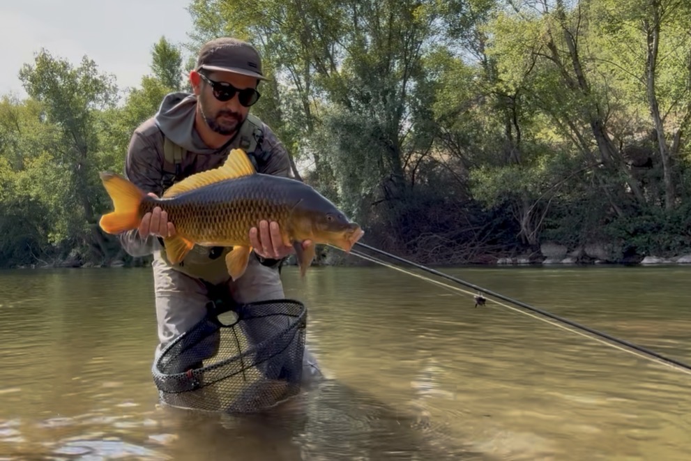 Pêche à la mouche de la carpe des Pyrénées-Catalanes