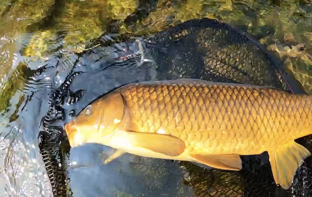Pêche de la carpe et du barbeau en mouche sèche dans les Pyrénées