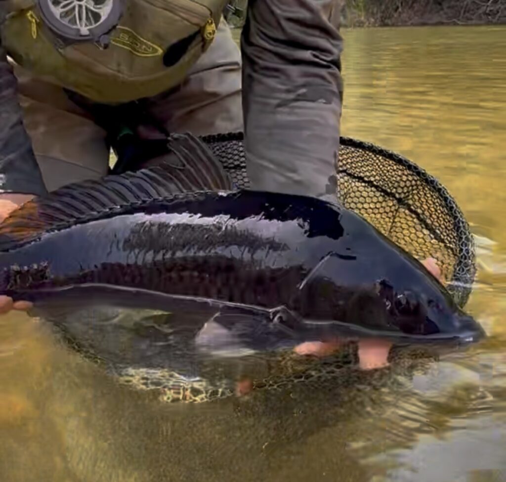 Carpe pêchée à la mouche en nymphe à vue dans une rivière de Catalogne