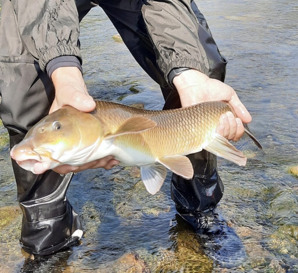 Barbeau capturé à la mouche dans une rivière des Pyrénées catalanes