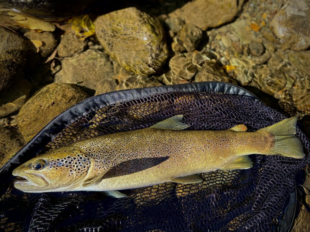 Pêche au streamer dans un lac de montagne des Pyrénées-Orientales