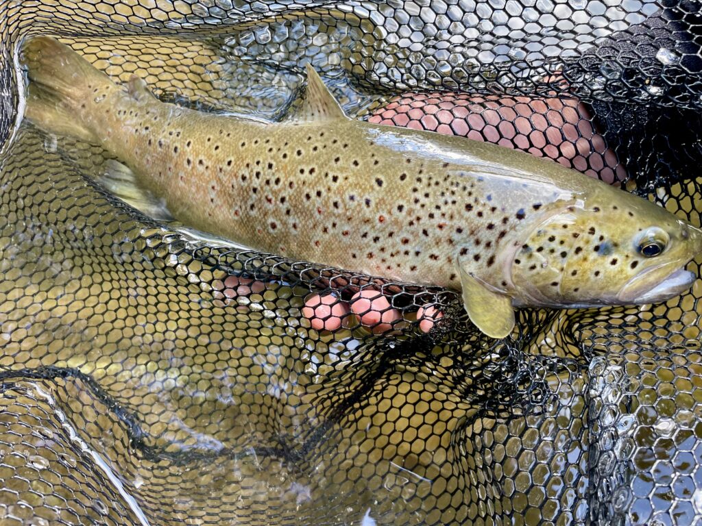 Truite fario sauvage des Pyrénées catalanes – Pêche à la mouche