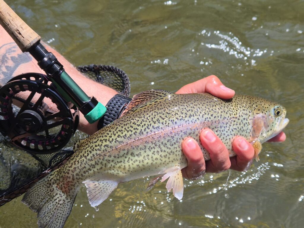 Truite arc-en-ciel tenue dans les mains d'un pêcheur avec une canne à mouche
