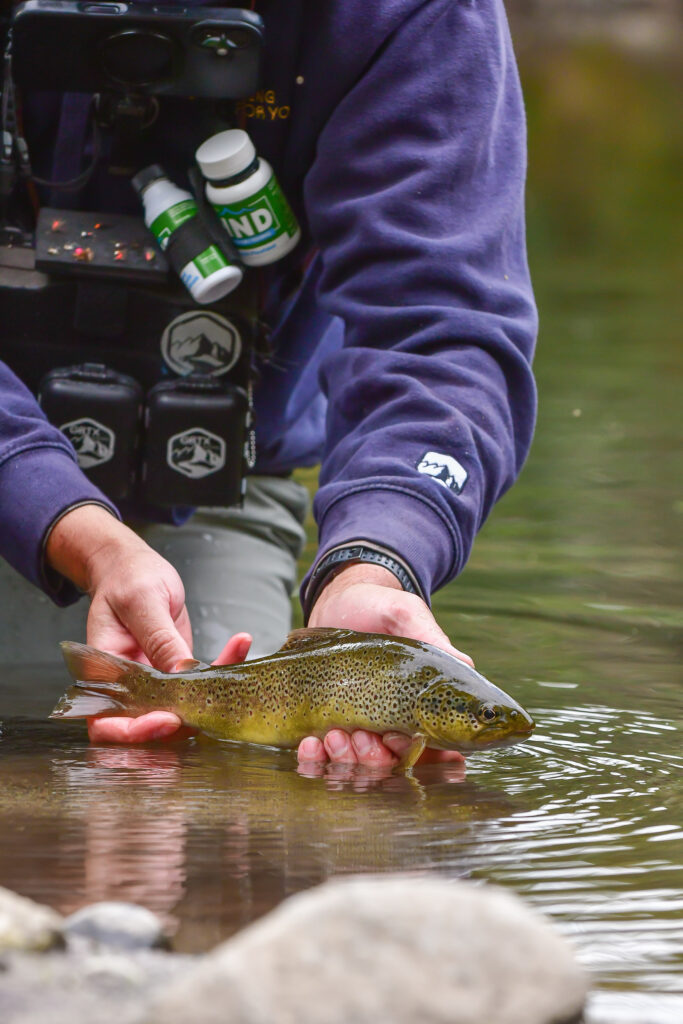 Truite fario sauvage pêchée à la mouche dans une rivière des Pyrénées-Orientales